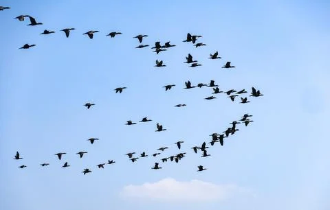 Wide-angle view of a large scattered flock of birds migrating on clear blue sky. Stock Photos