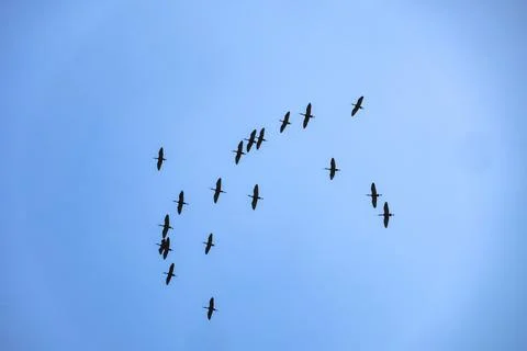 Wide-angle view of a large scattered flock of birds migrating on clear blue sky. Stock Photos