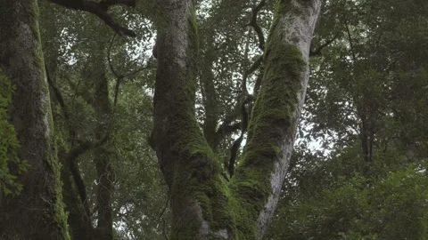Wide angle view of a large tree with moss in the trunk Vídeos de archivo 248330560