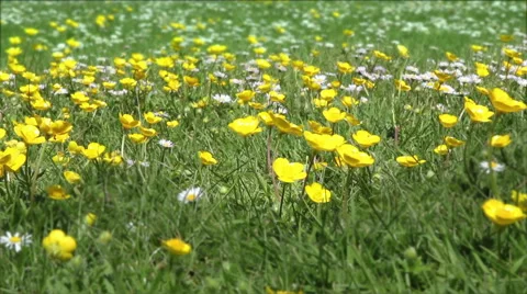 Wide angle view of a lawn with weeds in it Stock Footage 49654474