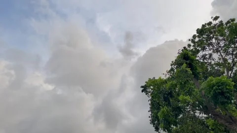 Wide Angle View of Light Blue Sky and Rolling Dark Cumulus Clouds over Treetops Stock Footage 344149636