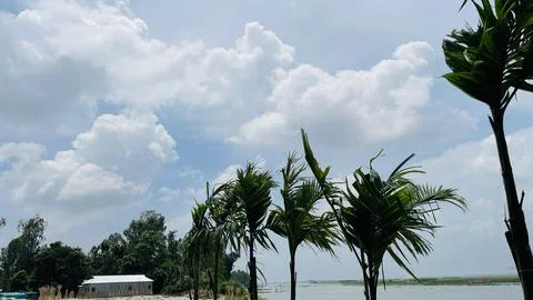 Wide Angle View of Local Palm Trees on River Bank with Cloudy Horizon Stock Photos