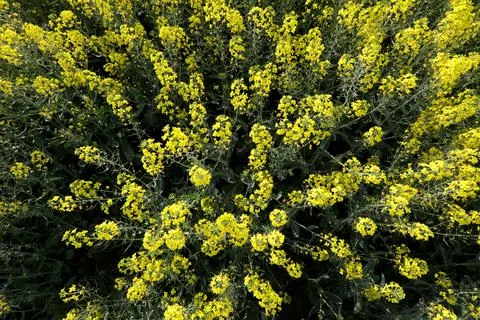 Wide angle view with a lot of rapeseed flowers (Brassica napus). Photos