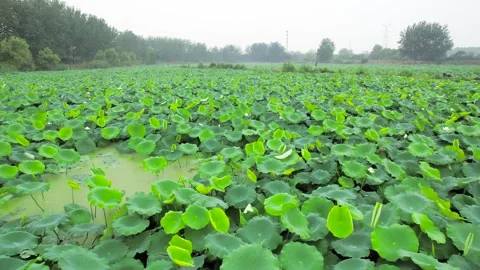 Wide angle view of a lush green summer lotus pond with blooming flowers Video stock 347052361