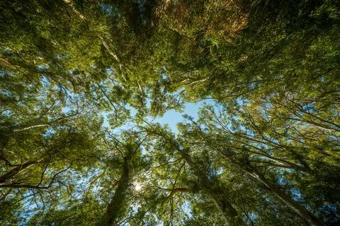 Wide-angle view of lush green tree canopy against blue sky Stock Photos