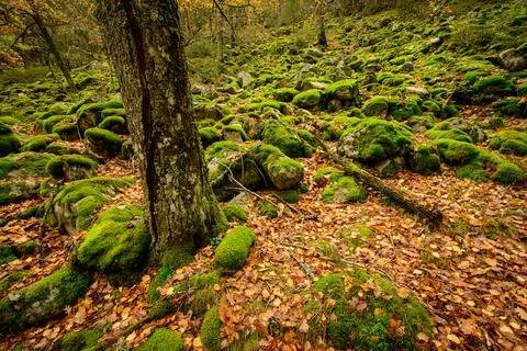 A wide-angle view of a lush green forest floor covered in moss, fallen leav.. Stock Photos