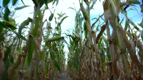 Wide angle view at maize field motion along rows Stock Footage 139933419