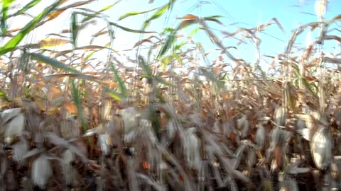 Wide angle view at maize motion along rows near field edge Stock Footage 139609575