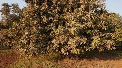 Wide angle view of mango tree with dust on mango leaves Stock Footage 151949005