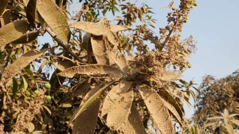 Wide angle view of mango tree with dust on mango leaves Stock Footage 151949258