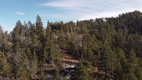 Wide Angle View of Mountainside Woods Stock Footage 275613302