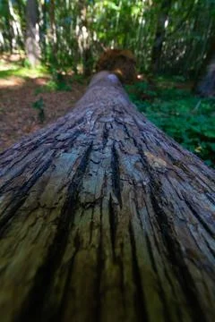 Wide angle view of overturned tree in the forest in vertical view Stock Photos