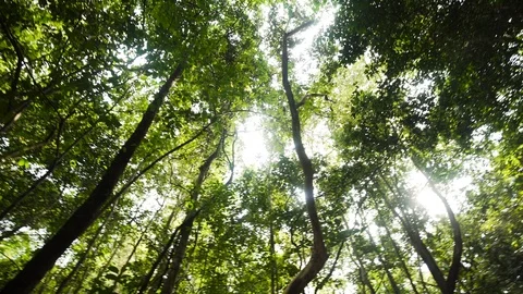 Wide angle view pano on green trees at the jungle rain forest. Fresh green Stock Footage 88516047