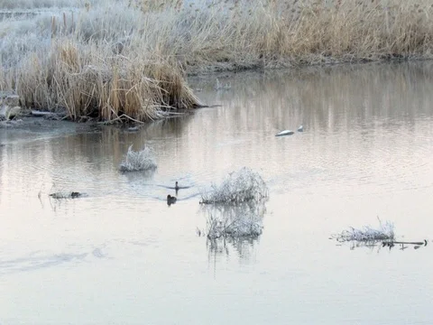 Wide angle view of Pied Billed Grebes Swimming &amp; Diving Stock Footage 124082893