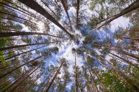 Wide angle view of pine forest Stock Photos