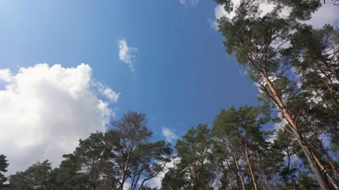 Wide Angle View of Pine Trees and Blue Sky with Clouds in Serene Forest Setting Stock Footage 345726162