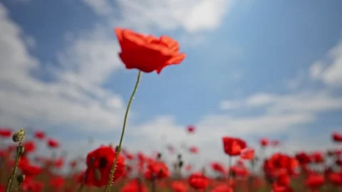 Wide angle view of poppy flowers and sky with floating clouds. Stock Footage 316423871