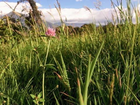 Wide angle view of a red clover flower at sunset in a field near the town of  Stock Photos