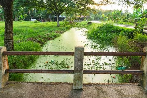 Wide-angle view of a rustic metal bridge crossing a vibrant green algae-fil.. Stock Photos
