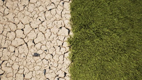 Wide angle view showing a stark contrast between dry cracked earth and lush. Stock Footage 336719857