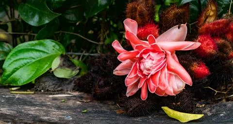 Wide angle view of single Torch ginger red flower head Stock Photos