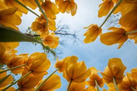 Wide angle view of sky with yellow tulips. Stock-Fotos
