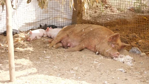 Wide angle view of sow and piglets sleeping Vídeo Stock 147676765