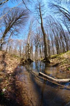 Wide angle view of a spring forest with reflections in a pond Stock-Fotos