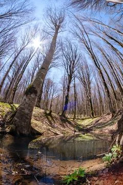 Wide angle view of a spring forest with reflections in a pond Stock-Fotos