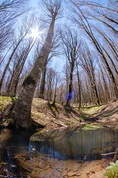 Wide angle view of a spring forest with reflections in a pond Stock-Fotos