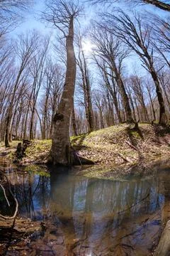 Wide angle view of a spring forest with reflections in a pond Stock-Fotos