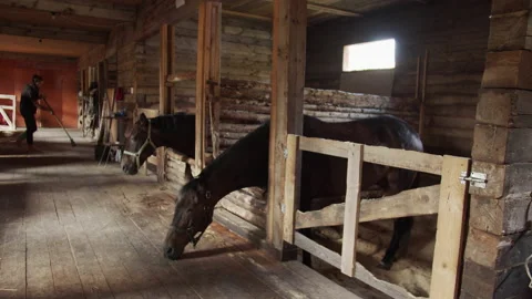 Wide angle view of the stables with horses standing in stalls. Stable girl Stock Footage 143724528