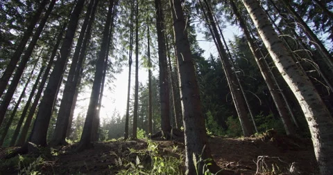 Wide-Angle View of Sunlit Coniferous Forest Video stock 274643031