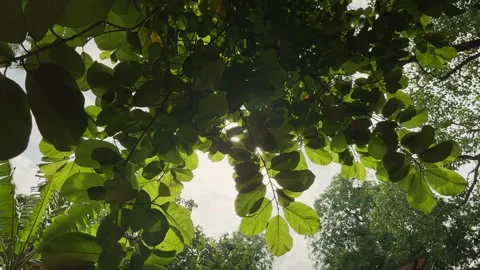 Wide Angle View of Sunlit Translucent Tree Canopy with Green Leaves Swaying Stock Footage 342229443