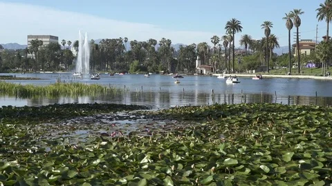 Wide angle view of sunny afternoon in Echo Park Lake in Los Angeles Video stock 75882602