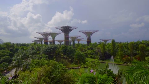 Wide angle view of super tree from the bridge, tourist taking pictures Stock Footage 116484545