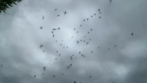 Wide angle view of a swarm of mosquitoes with cloudy sky and slow motion. Video stock 280317285