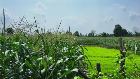 Wide angle view of sweet corn farm under clear blue sky Stock Footage 340976018
