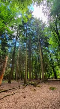 Wide angle view of tall pine trees in the summer sun Stock Photos