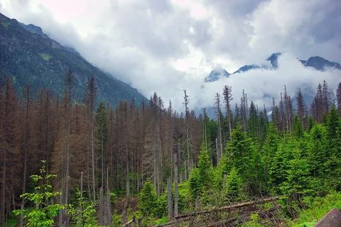Wide angle view of tall trees and clouds around polish mountains on the way t Stock Photos