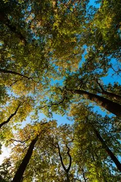 Wide angle view of tall trees in the forest with clear blue sky. Foto stock