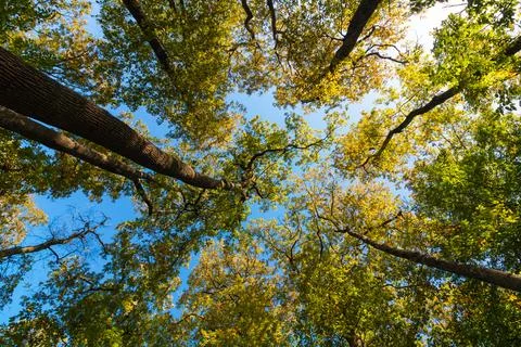 Wide angle view of tall trees from below. carbon net zero concept photo Foto stock