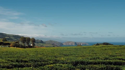 Wide angle view of tea plantation in the island of Sao Miguel, The Azores Stock Footage 97722037