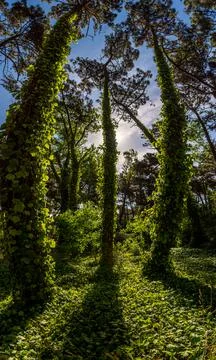 Wide angle view of three trees with foliage in beautiful green forest on a Stock Photos
