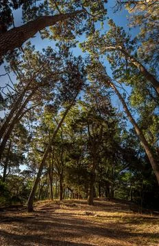 Wide angle view at the top of hill of beautiful forest on a bright sunny day Stock Photos