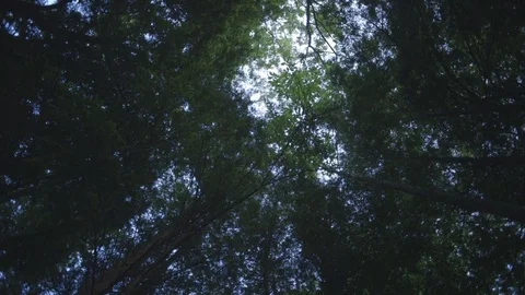 Wide-angle view of tree canopy in Great Smoky Mountains National Park, TN 動画素材 74884596