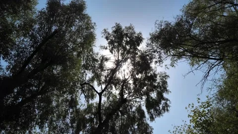 Wide-angle view of tree crowns swaying in the wind Stock Footage 284623056