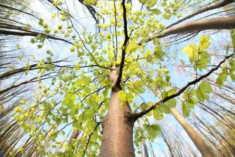 Wide angle view on tree in forest Stock Photos