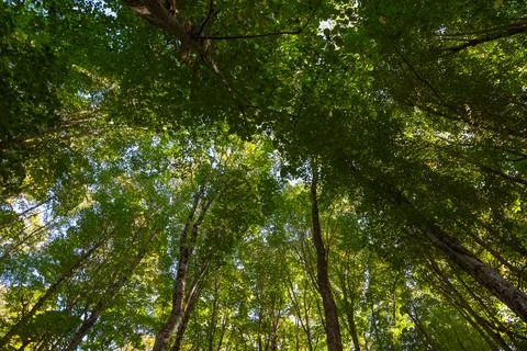Wide angle view of trees from below in the forest. Carbon net zero concept. Stock Photos