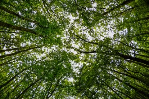 Wide angle view of the trees in the forest Stock Photos